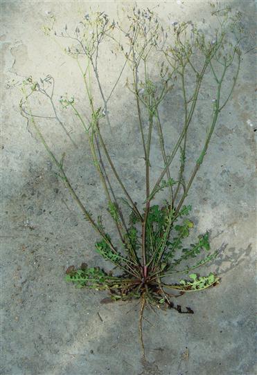 Lactuca dissecta